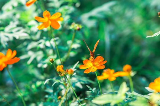 蝴蝶与花