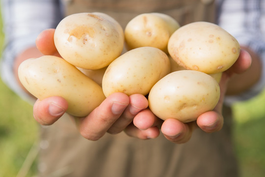 农民展示他的有机土豆