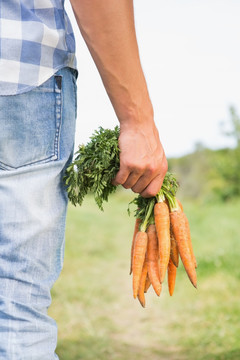农民手里拿着一束有机胡萝卜
