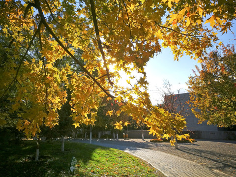 公园秋景