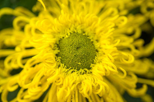 菊花特写