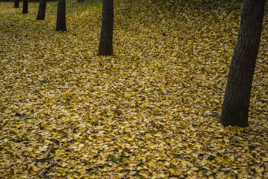 秋天树林金色满园