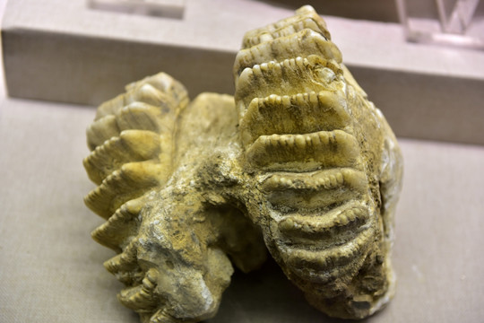 动物骨骼化石