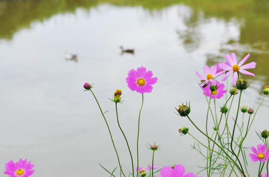 格桑花