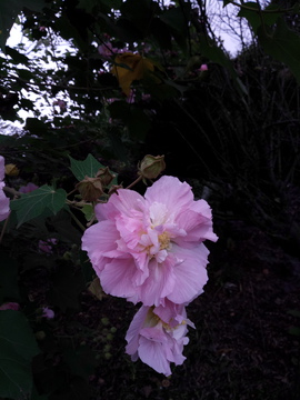 木芙蓉