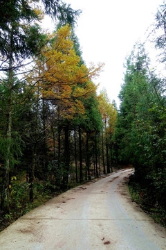 秋天森林道路