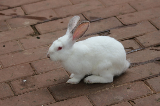 毛茸茸白兔