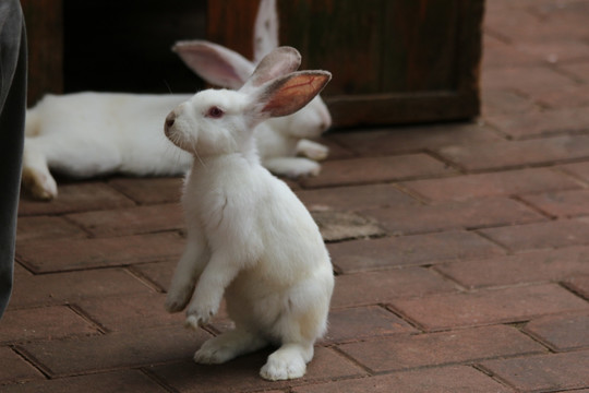 可爱的 兔子