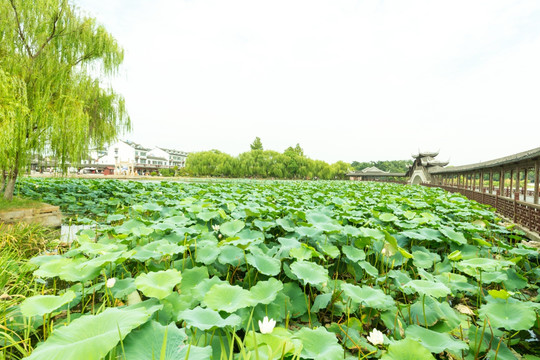 莲池禅院的莲花