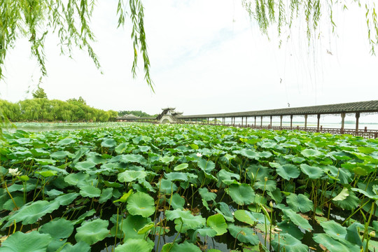 莲池禅院的美景