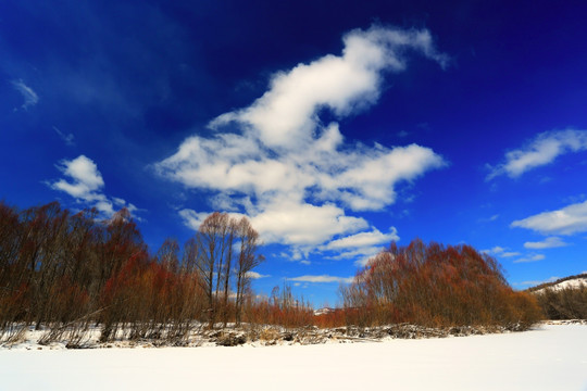 雪原红柳风景