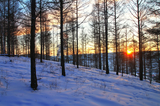 雪原松林日落