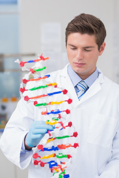 科学家持有的DNA模型