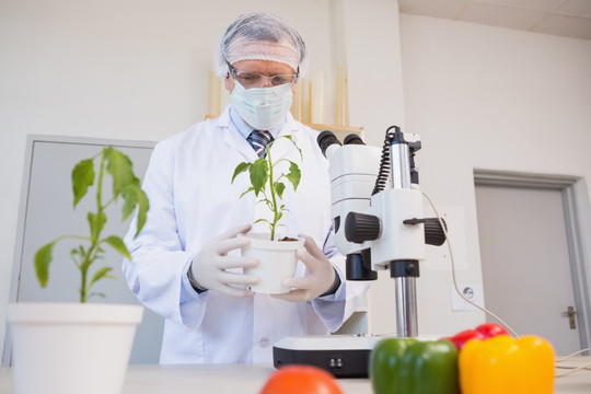 食品科学家在看绿色植物