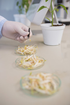 在研究绿豆芽的科学家