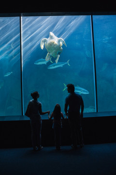 在水族馆看鱼的一家人