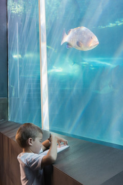 小男孩看着水族馆里的鱼