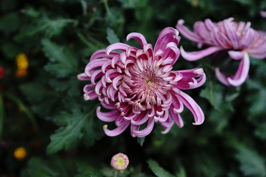 菊花