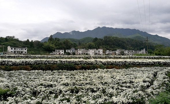 菊花种植