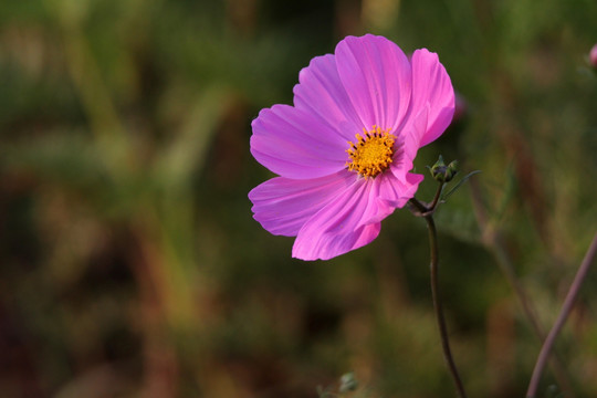 格桑花