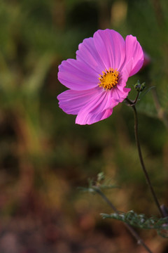 格桑花