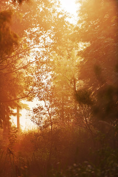 西溪 树林 早晨