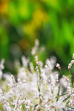 小花