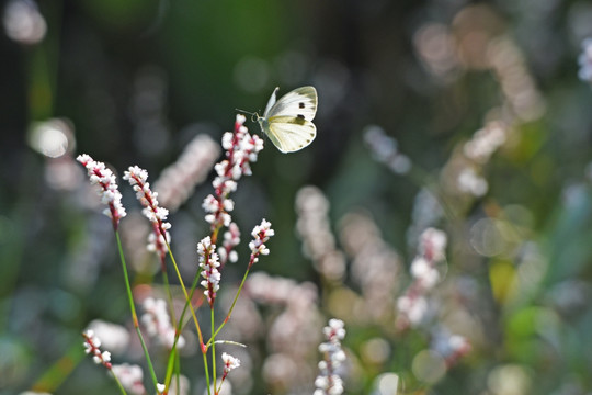 蝴蝶 小花