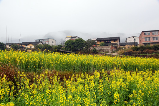 油菜花