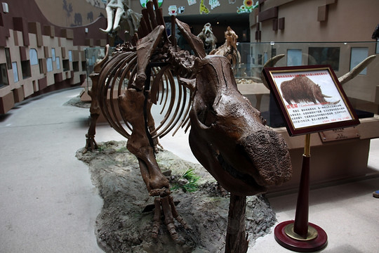 陕西自然博物馆 化石