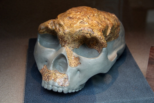 猿 骨骼化石