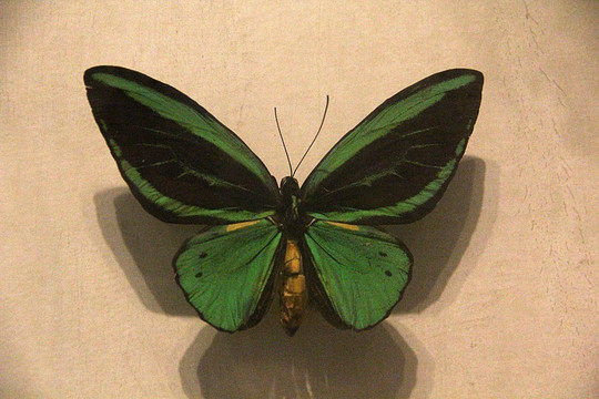 蝴蝶标本 自然博物馆