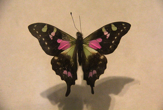 蝴蝶标本 自然博物馆