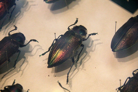 昆虫标本 自然博物馆