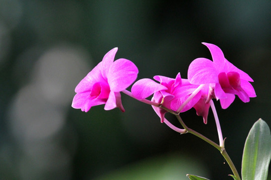 花卉 花 鲜花 花草 蝴蝶兰