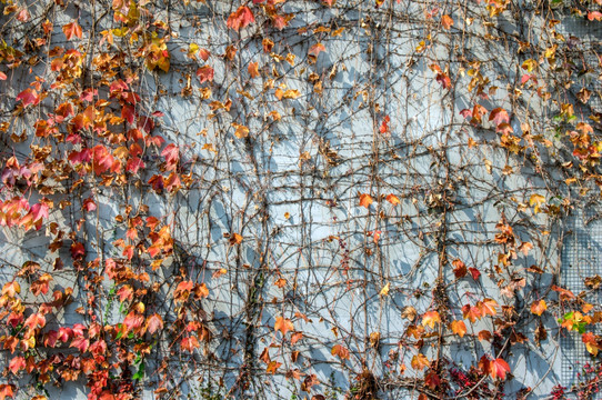 秋叶墙壁