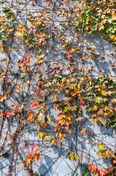秋叶墙壁