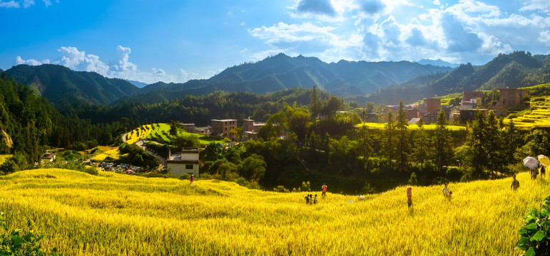 梯田风景 全景高清