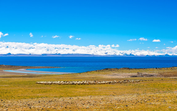 西藏圣湖 羊群 山峰冰川