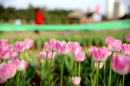 郁金香特写