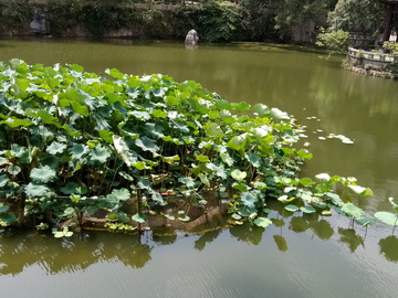 水葫芦