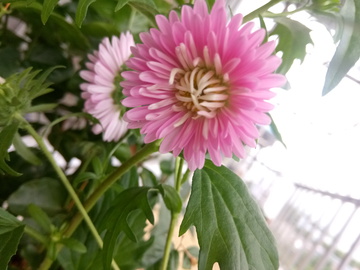 小雏菊