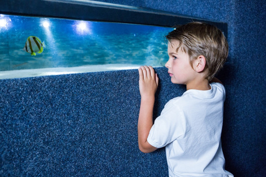 在水族馆里看鱼的小男孩