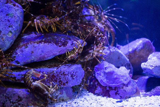 海洋生物