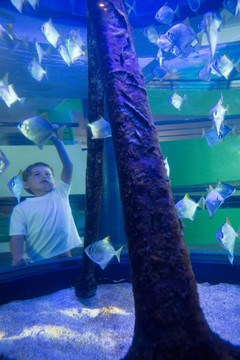 男孩看着水族馆里的鲨鱼