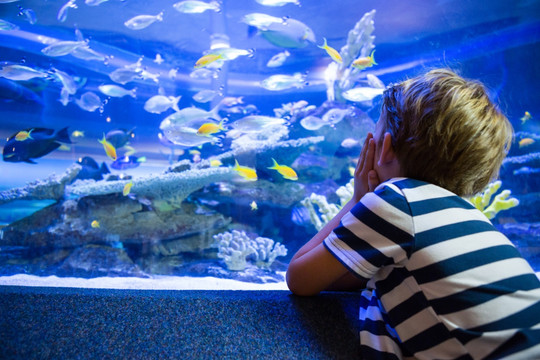 年轻人看着水族馆里的鱼