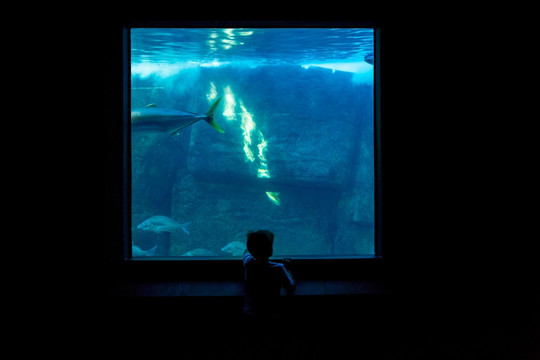看着水族馆里的鱼的男孩