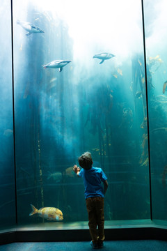 在看水族馆里的鱼的小男孩