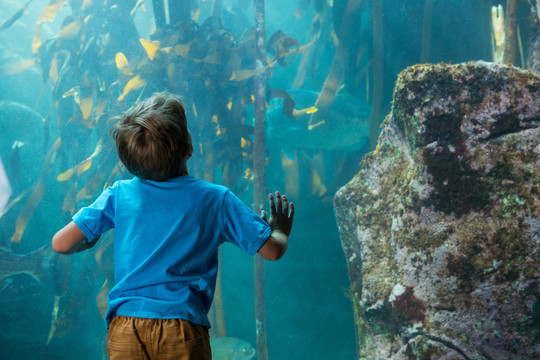 看着水族馆里的鱼的小男孩