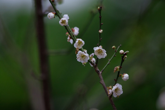 梅花